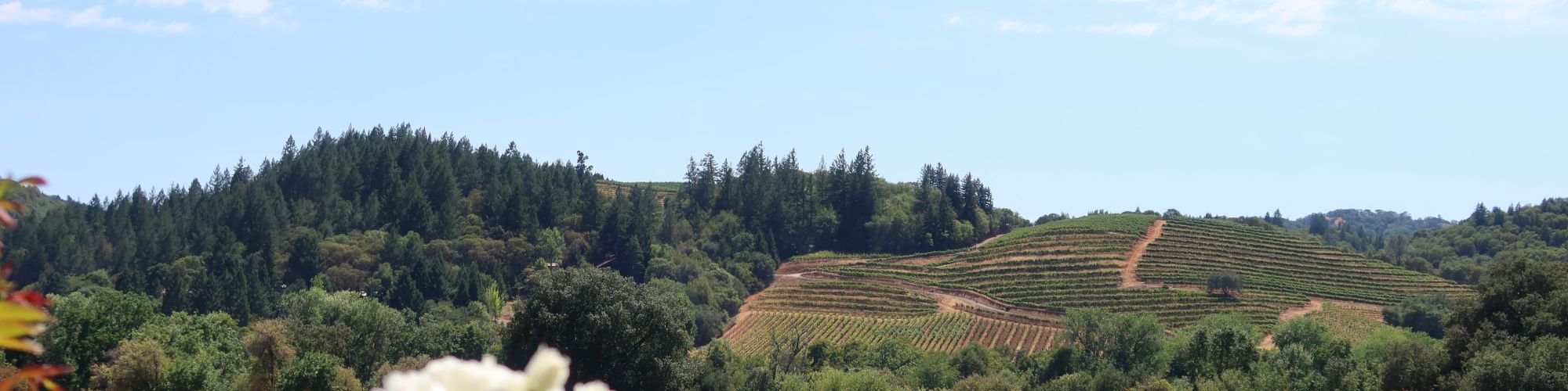 The image shows a scenic vineyard with rows of grapevines, blooming white flowers in the foreground, and green hills under a clear blue sky.