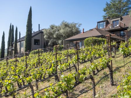 A hillside vineyard with lush grape vines in rows, tall trees, and cozy buildings set against a clear blue sky, reflecting a serene vineyard scene.