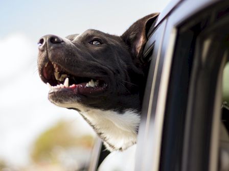 A happy dog joyfully sticks its head out of a car window, enjoying the fresh air and scenery on a sunny day.