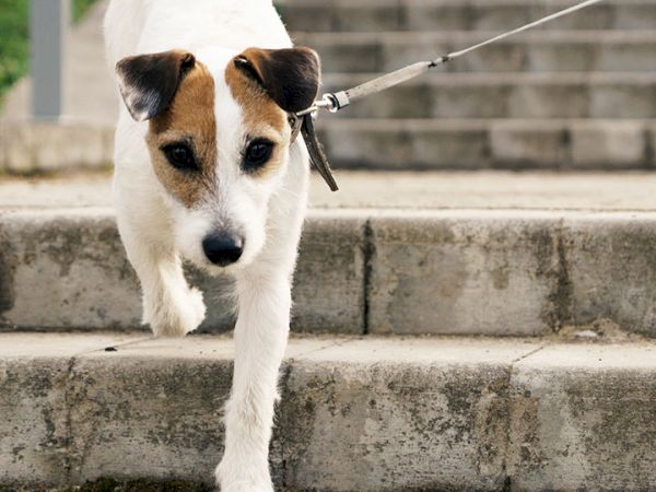 A small, white dog with brown patches is walking down concrete steps on a leash.