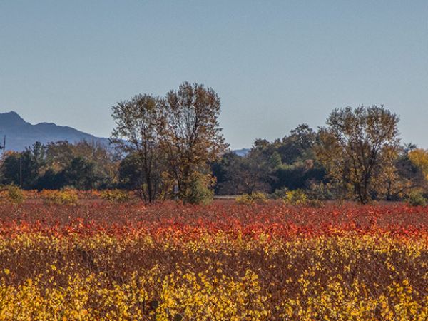 A vibrant field of red and yellow plants stretches out to a tree-lined horizon, with distant mountains under a clear blue sky.