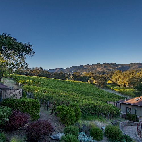 A scenic view of a vineyard with rolling hills in the background, houses, lush greenery, and the clear blue sky above ending the sentence.