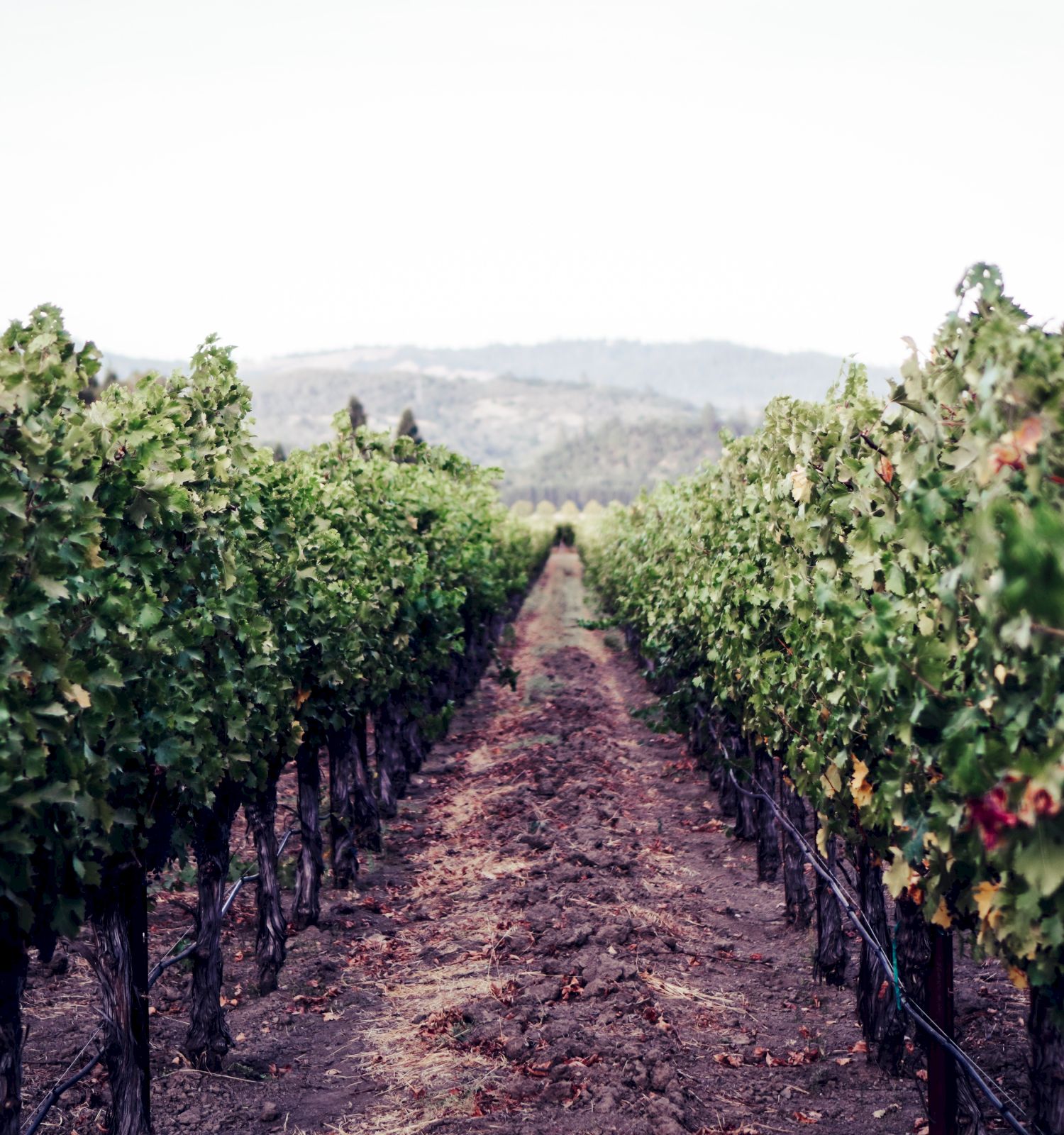 A vineyard with neat rows of grapevines stretches into the distance, bordered by lush greenery and hills under a clear sky.